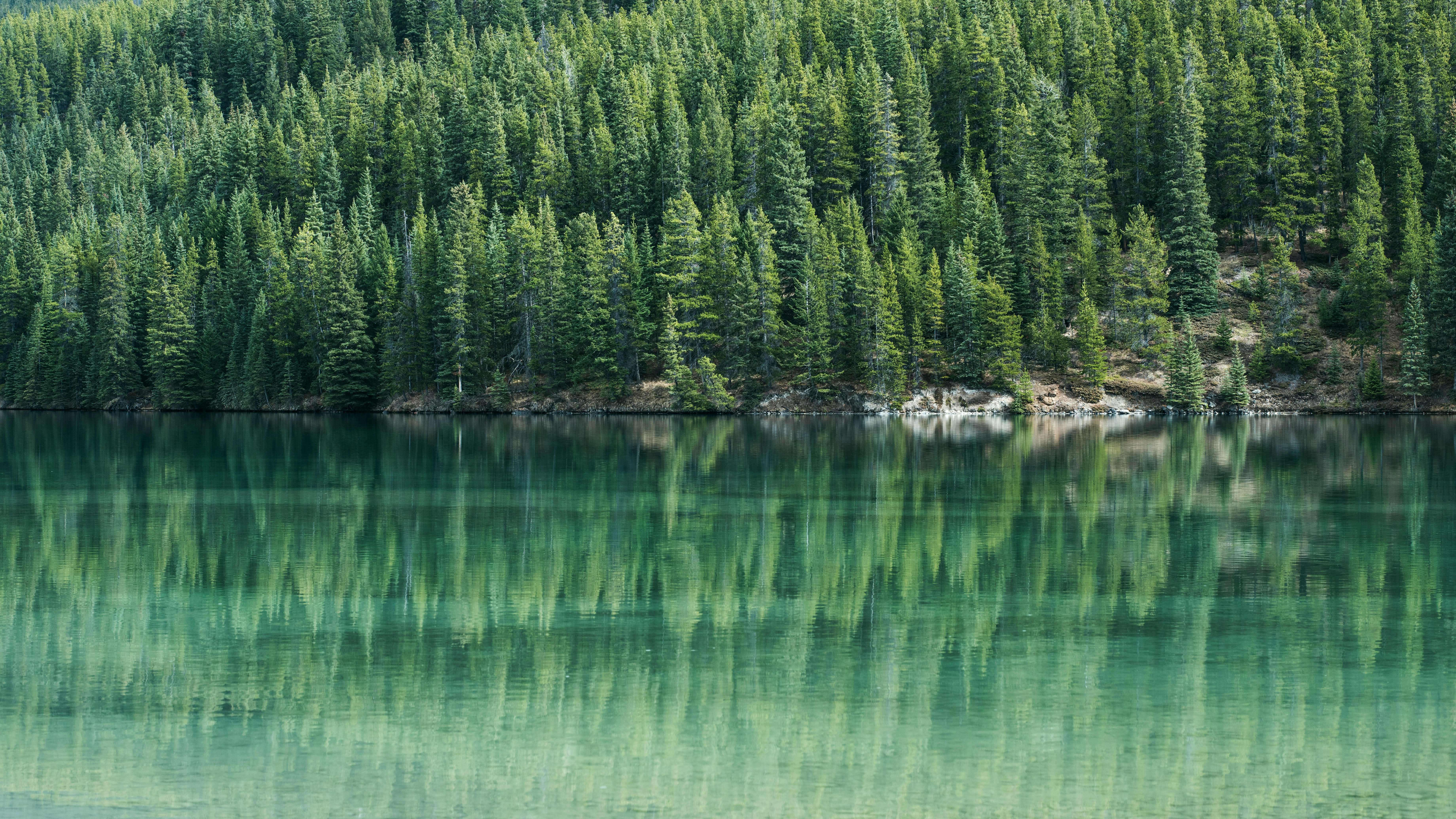 green trees beside body of water